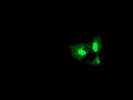 DGKA Antibody (clone OTI6B3)