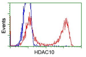 Monoclonal Mouse anti-Human HDAC10 Antibody (clone OTI1B1, IF, WB)