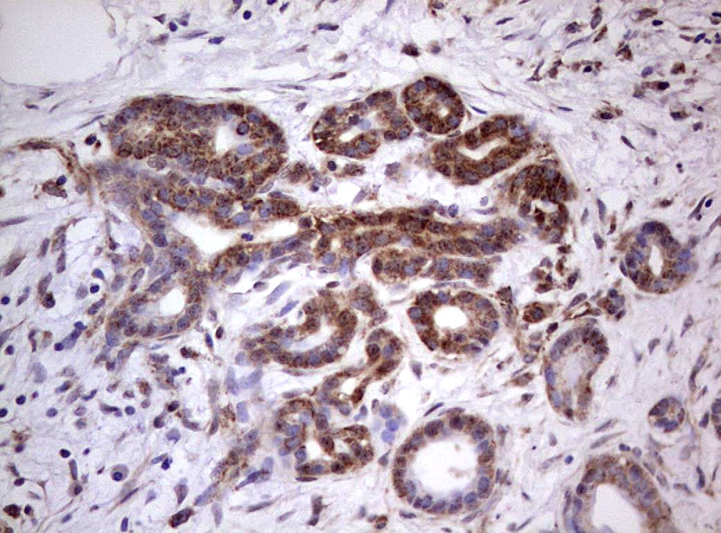 PROCR / EPCR Antibody (aa1-210, clone OTI2D11)
