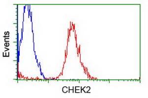 CHEK2 / CHK2 Antibody (clone OTI5C4)