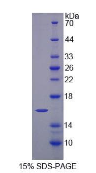 Mouse HINT2 Protein (Recombinant His-S)
