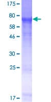 Human FAM46A Protein (Recombinant GST)