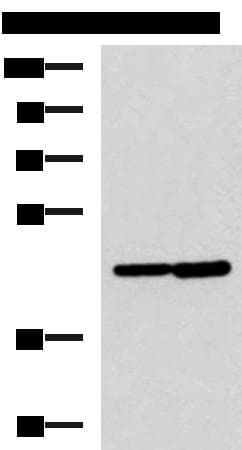 LAMP3 / CD208 Antibody