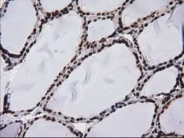 ATP6V1F Antibody (clone OTI1B8, Carrier-free)