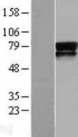 PVRL3 / Nectin-3 Protein (Over-Expression Lysate Myc-DDK (Flag))