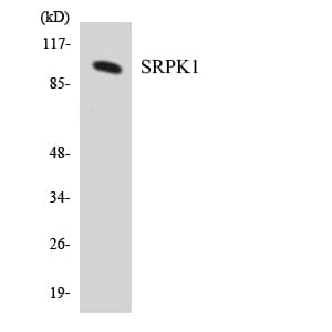 SRPK1 Antibody (aa333-382)
