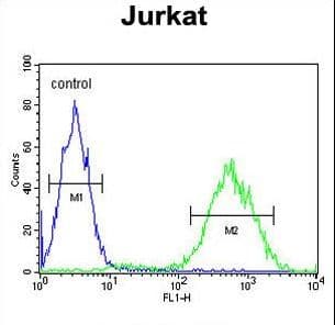 IHC-plus™ PRUNE Antibody (aa360-389)
