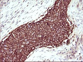 RASSF8 Antibody (clone OTI1F5)