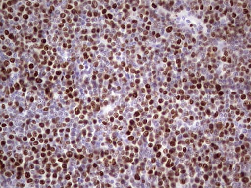 MCM2 Antibody (clone OTI1G10)