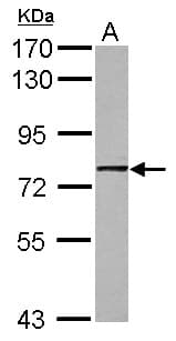 GNL1 Antibody