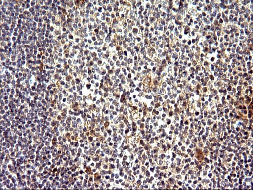 EMC8 / COX4NB Antibody (clone OTI1D6)