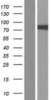 PANX2 / Pannexin 2 Protein (Over-Expression Lysate Myc-DDK (Flag))