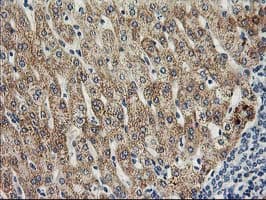 SOCS3 Antibody (clone OTI5D4)
