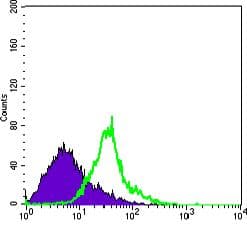 WNT1 Antibody (clone 10C8)