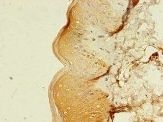 MLANA / Melan-A Antibody (aa48-118)