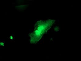 ITFG2 Antibody (clone OTI 2H5, Carrier-free)