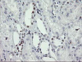 TLE1 / TLE 1 Antibody (aa180-460, clone OTI1F9)