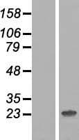 HES7 Protein (Over-Expression Lysate Myc-DDK (Flag))