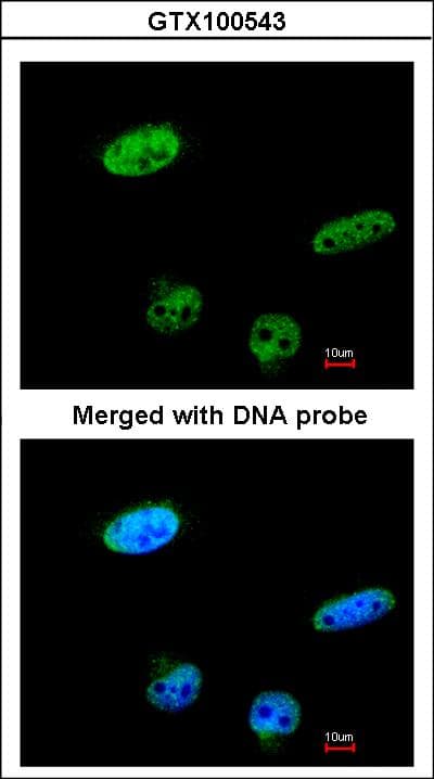 RASSF1 / RASSF1A Antibody (aa50-344)