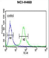 Polyclonal Rabbit anti-Human ITGBL1 Antibody (aa334-360, IHC, WB)