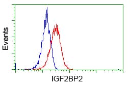 IGF2BP2 Antibody (clone OTI3C8)