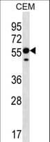 RNF8 Antibody (aa335-364)