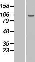 GCFC2 Protein (Over-Expression Lysate Myc-DDK (Flag))
