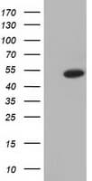 Monoclonal Mouse anti-Human ODC1 / Ornithine Decarboxylase Antibody (clone OTI1G1, IF, WB)