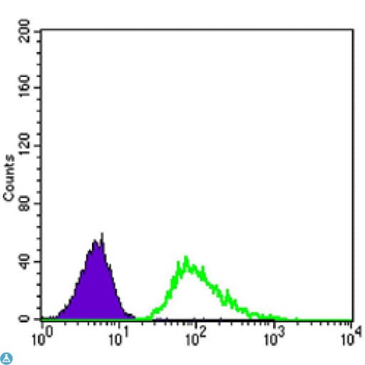 Beta Tubulin Antibody