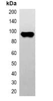 CBP Tag Antibody