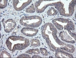 CHN1 Antibody (clone OTI2D10, Carrier-free)