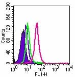 Monoclonal Mouse anti-Human TLR5 Antibody (clone 85B152.5, WB)