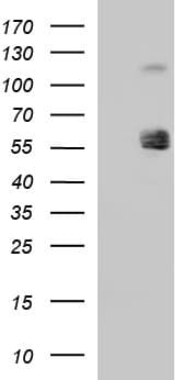 SIGLEC7 / CD328 Antibody (clone OTI1G7)