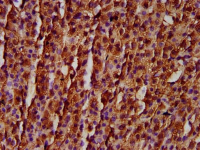 RASSF3 Antibody
