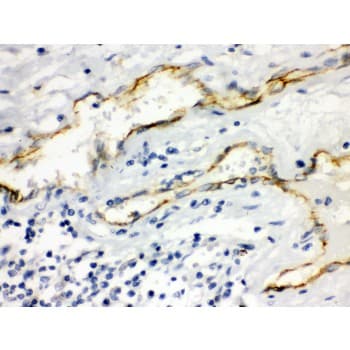 Polyclonal Rabbit anti-Human AQP1 / Aquaporin 1 Antibody (aa240-269, IHC, WB)