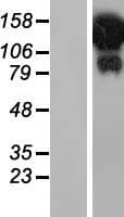 HELZ Protein (Over-Expression Lysate Myc-DDK (Flag))