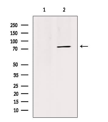 MID1 Antibody