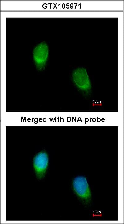WNT11 Antibody (aa1-310)