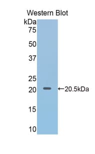 MMP3 Antibody (aa278-450)