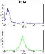 Polyclonal Rabbit anti-Human PSMD7 / MOV34 Antibody (aa6-34, IHC, WB)