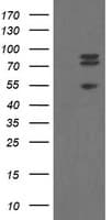 TLE1 / TLE 1 Antibody (aa180-460, clone OTI1F5)