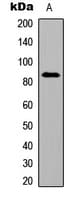 IHC-plus™ SMO / Smoothened Antibody (N-Terminus)
