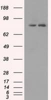 SCYL3 Antibody (clone OTI1A5)