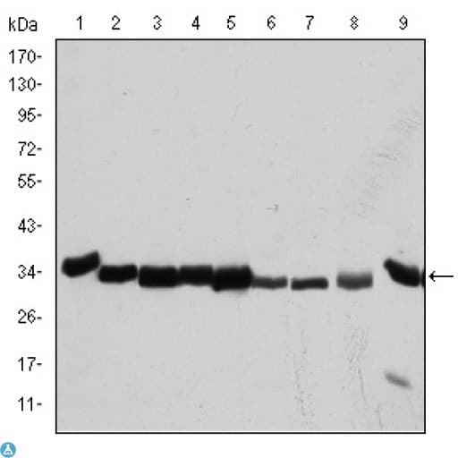CDK1 / CDC2 Antibody