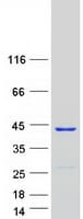 Human GTPBP10 Protein (Recombinant Myc-DDK (Flag))