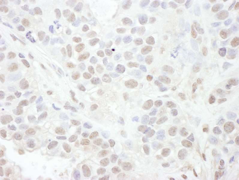 LEF1 Antibody (aa349-399)
