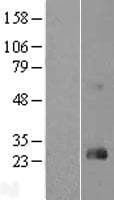 RHOD Protein (Over-Expression Lysate Myc-DDK (Flag))