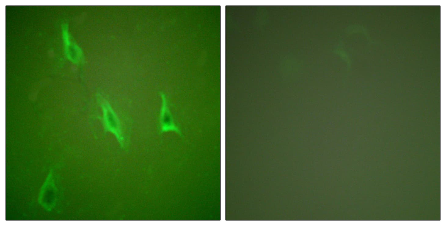 CASP10 / Caspase 10 Antibody (aa430-479)