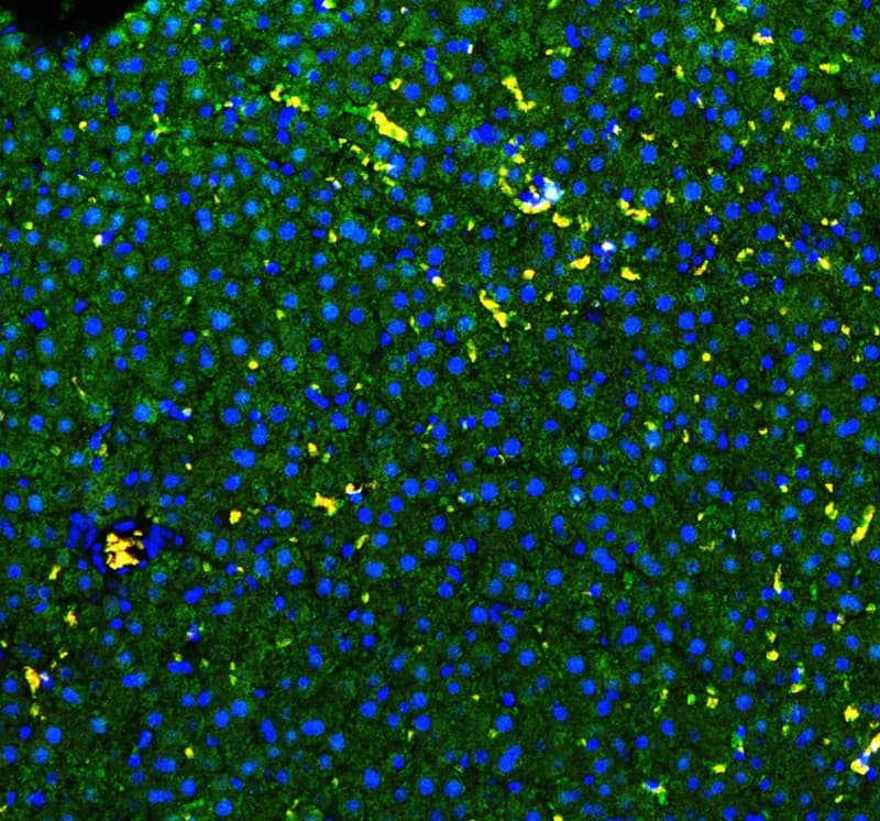 GSTA1 Antibody (aa63-97)