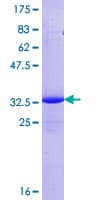 Human COX17 Protein (Recombinant GST)